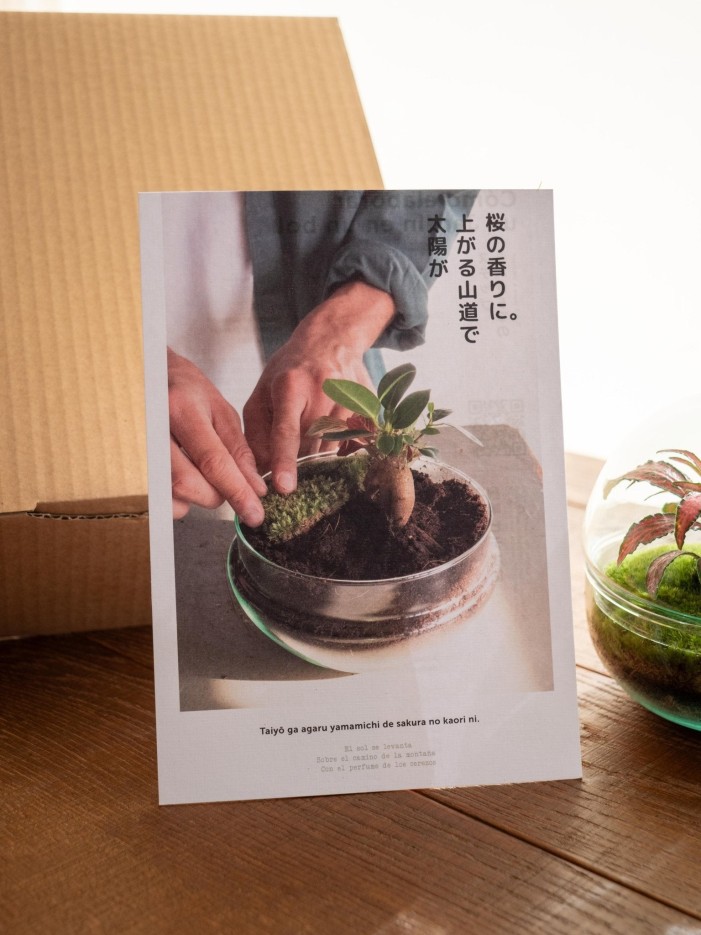 Kit Terrarium DIY - BOHOL