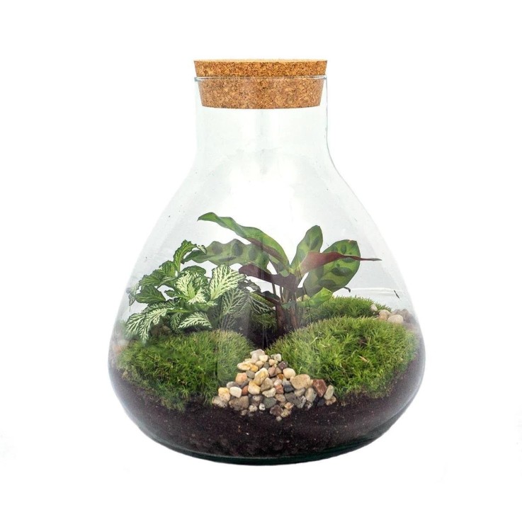 Kit Terrarium DIY - SAMA -  Caféier + Fittonia Rouge Rateau + Pelle + Pince