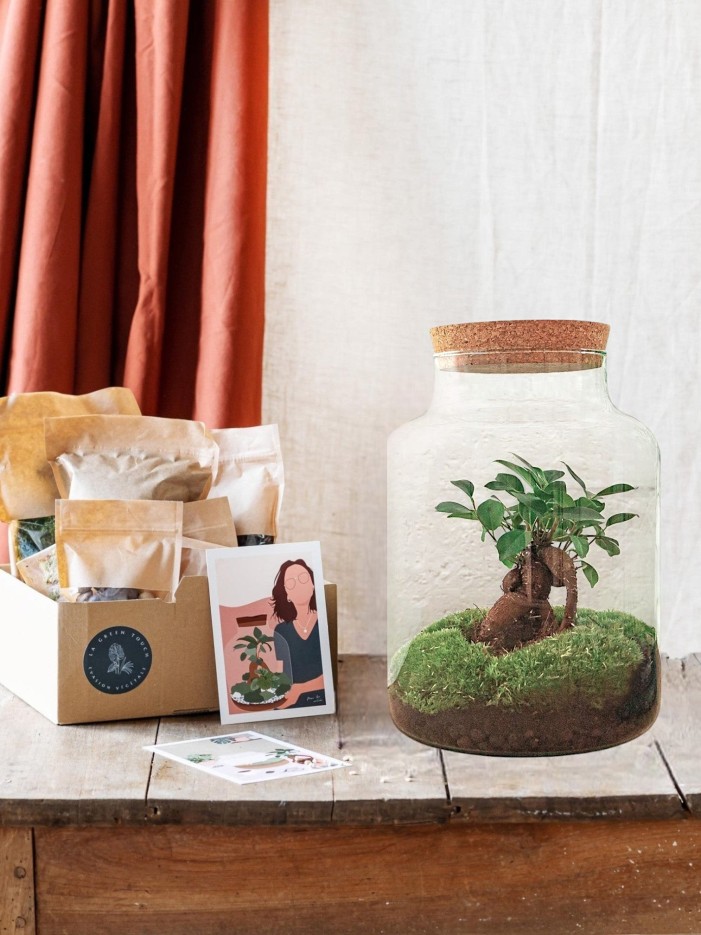 Kit Terrarium DIY - MILA -  Sans LED Ficus Sans outil