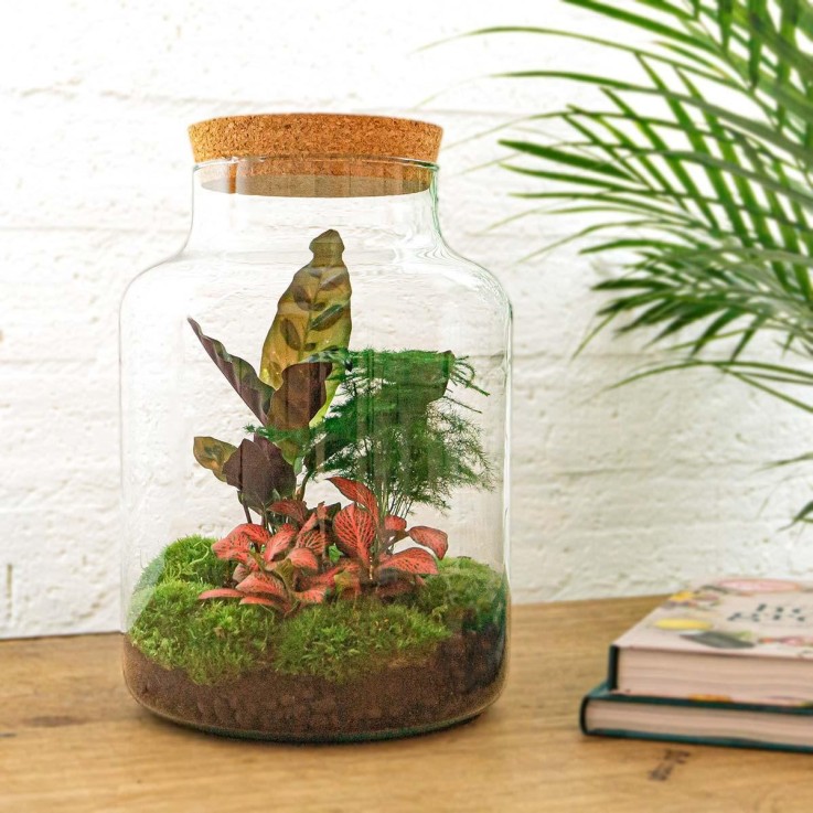 Kit Terrarium DIY - MILA -  Sans LED Ficus Sans outil
