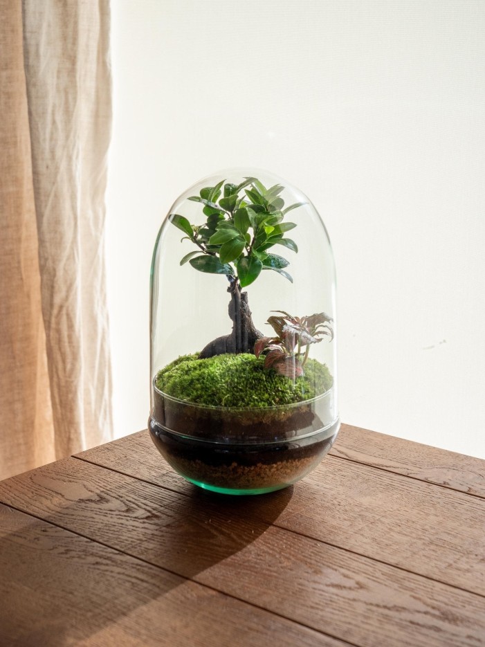 Terrarium - Balangan