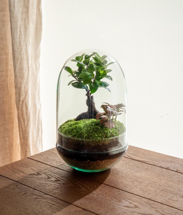 Terrarium - Balangan