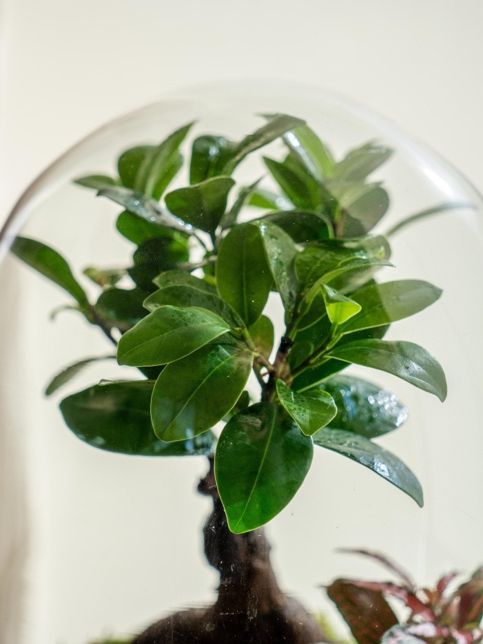 Terrarium - Balangan