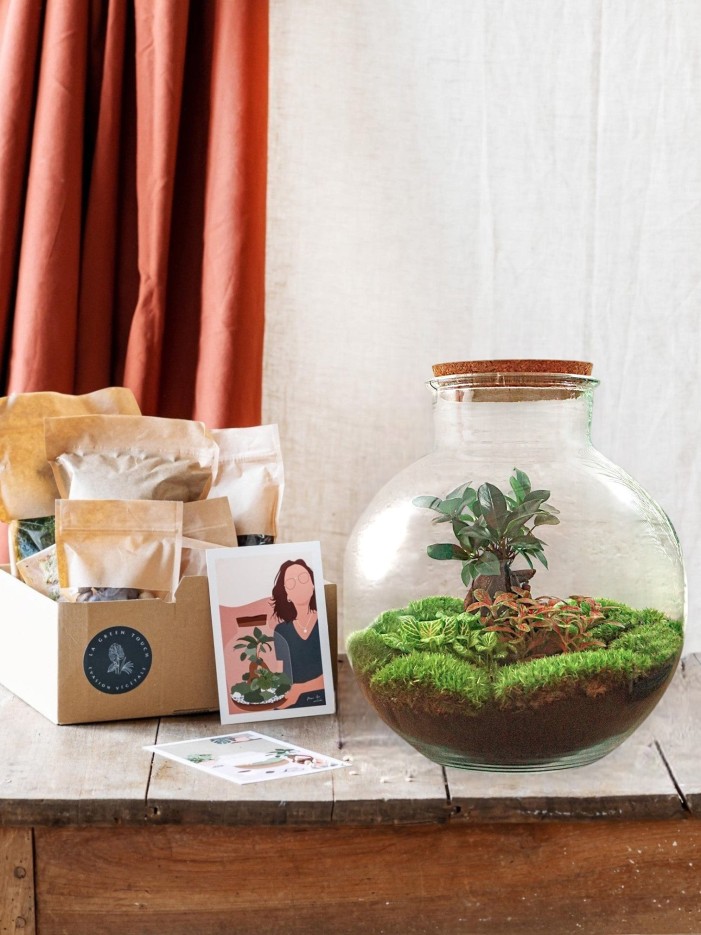 Kit Terrarium DIY - BAOBAB -  Ficus + 2 fittonia Rateau + Pelle