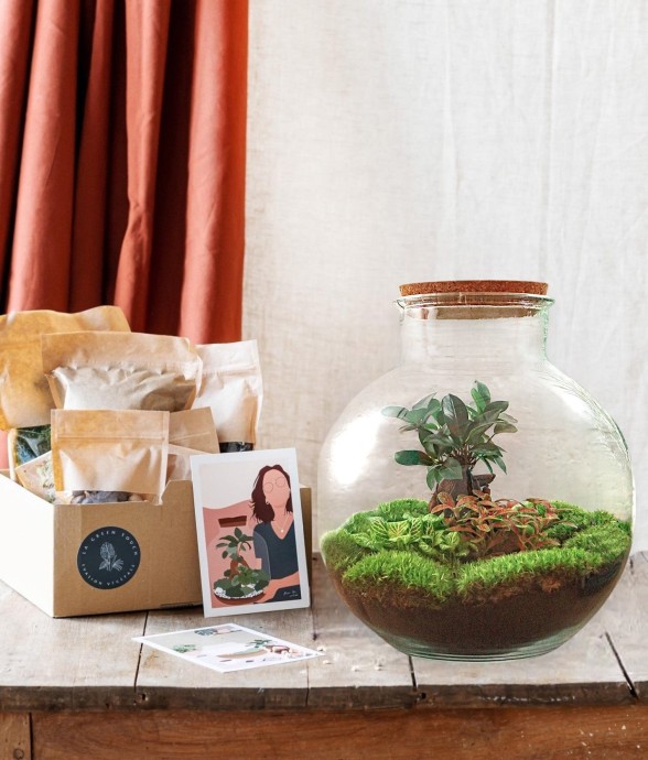 Kit Terrarium DIY - BAOBAB...