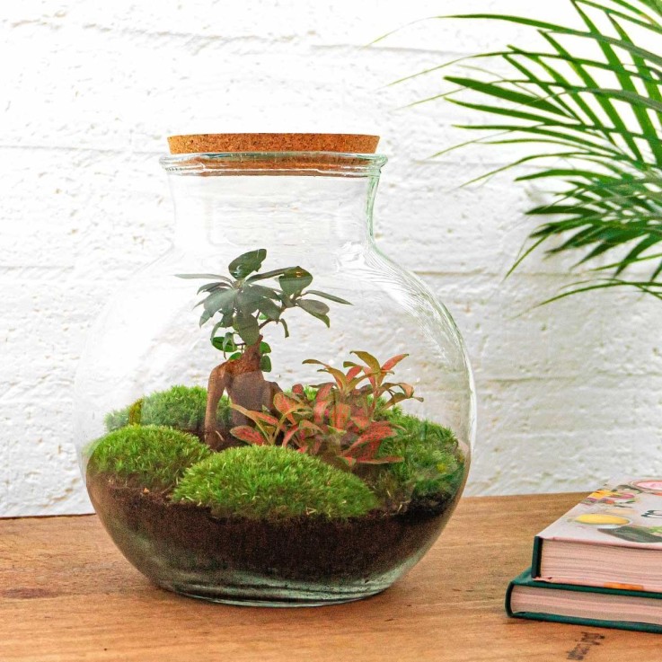 Kit Terrarium DIY - TEDDY -  Ficus + Fittonia Rateau + Pelle + Pince + Ciseaux