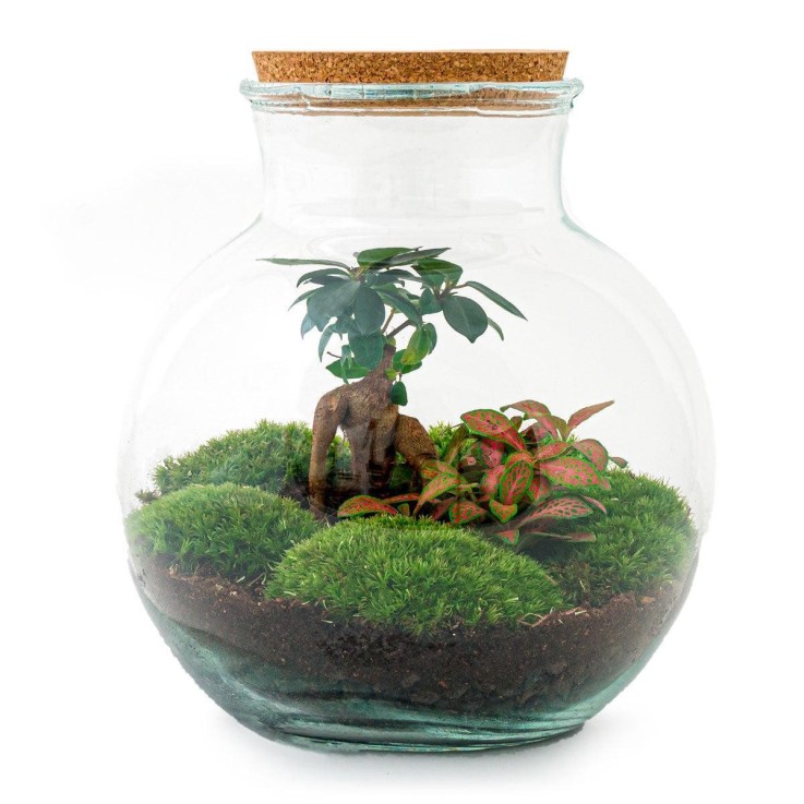 Kit Terrarium DIY - TEDDY -  Ficus + Fittonia Rateau + Pelle + Pince + Ciseaux