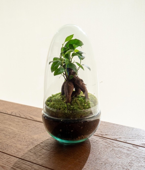 Terrarium - Acapulco