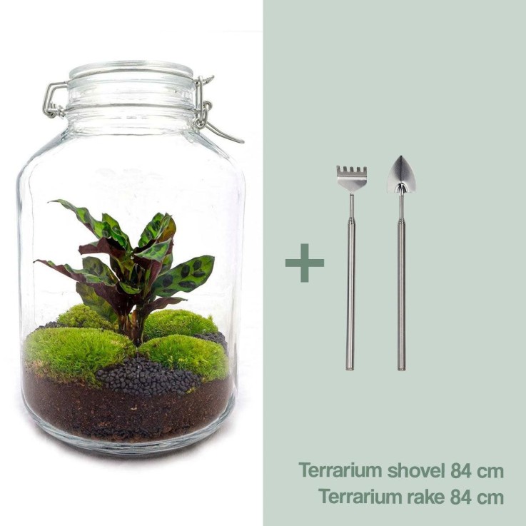 Kit terrarium DIY - OSLO -  Ficus Rateau + Pelle + Pince