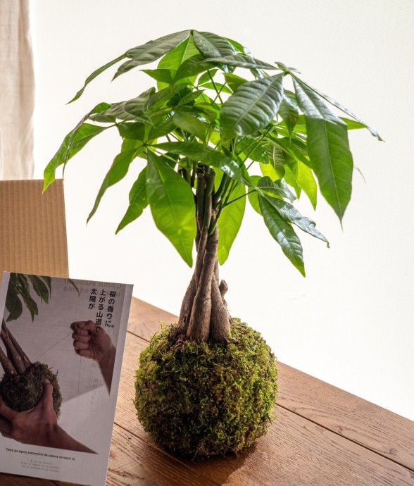 Kit Kokedama - Pachira