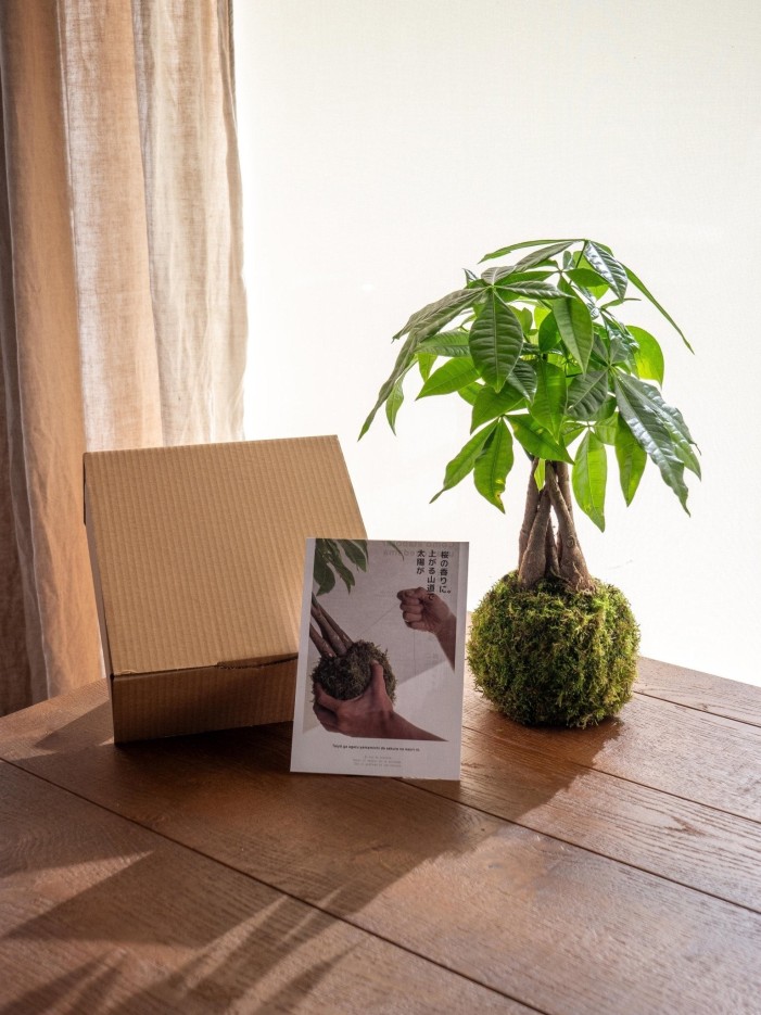 Kit Kokedama - Pachira