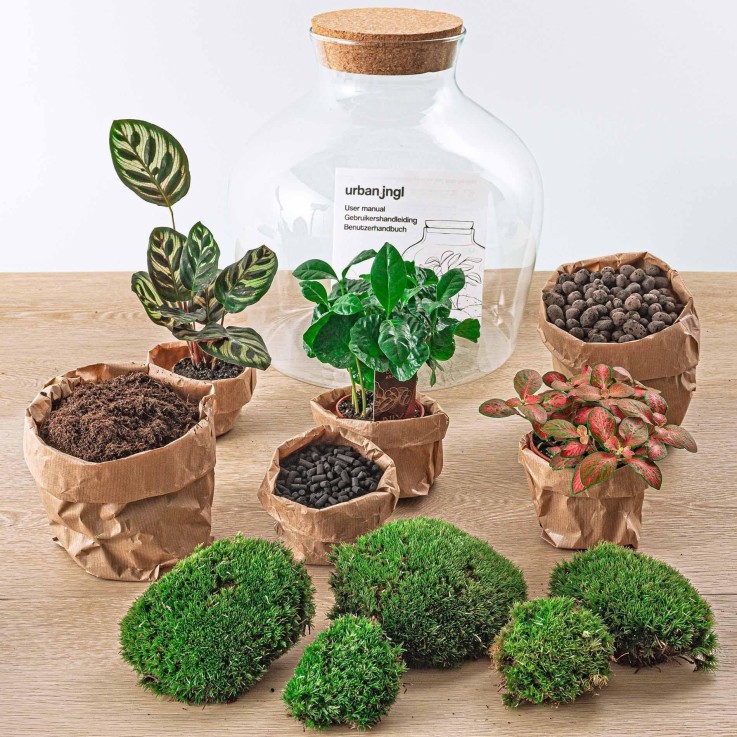 Kit Terrarium DIY - JOY -  Calathea + Caféier + Fittonia rouge Rateau + pelle + Pince + Ciseaux