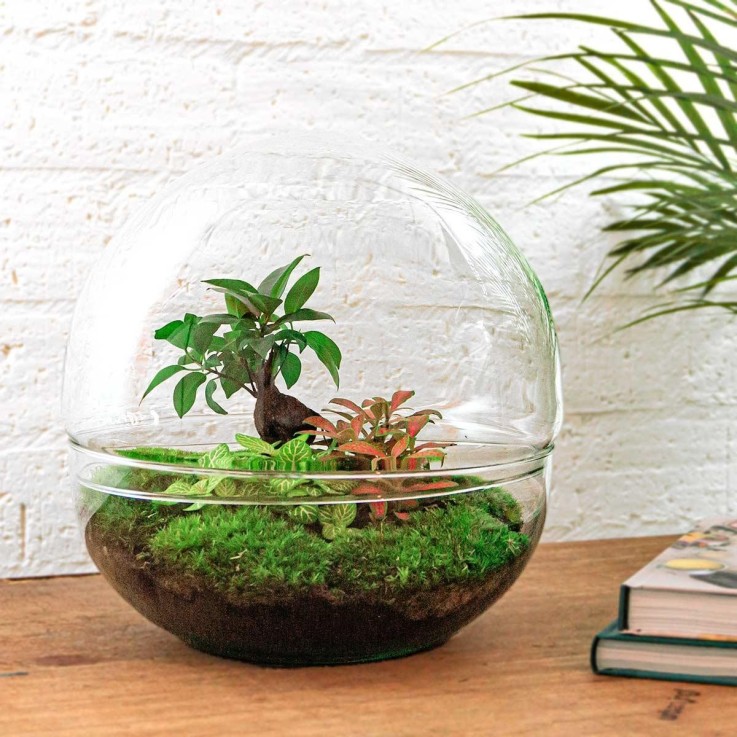 Kit Terrarium DIY - DOME XL -  Ficus + 2 Fittonia Sans outil
