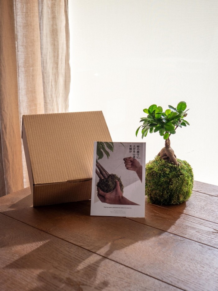 Kit Kokedama - Ficus