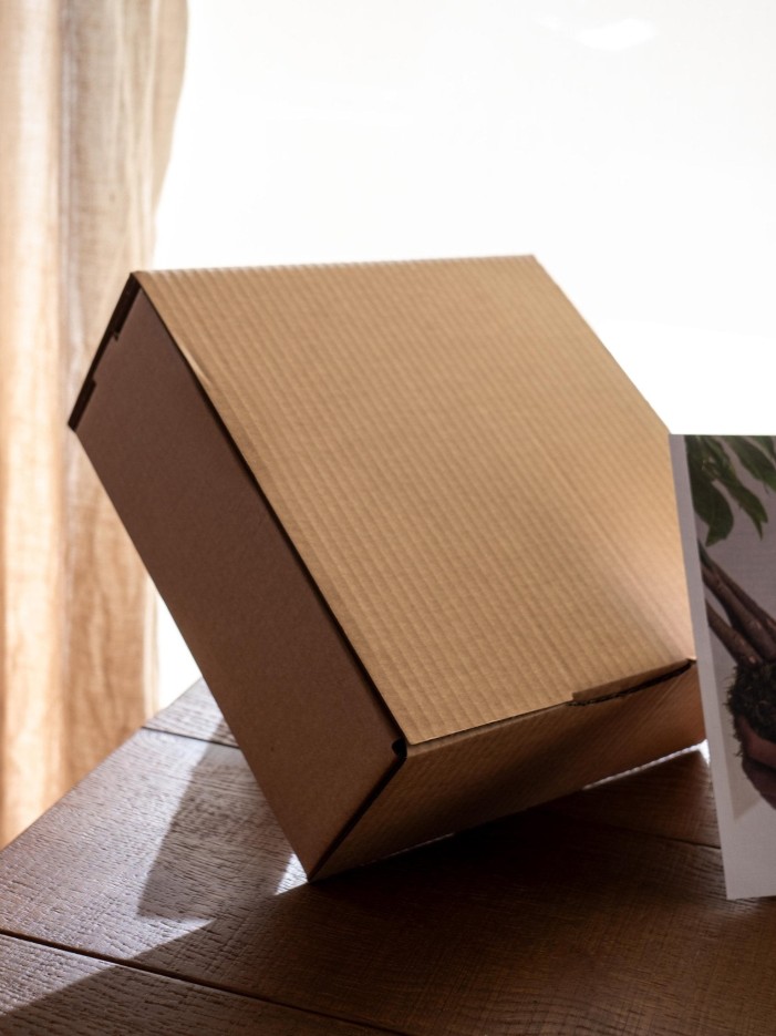 Kit Kokedama - Ficus