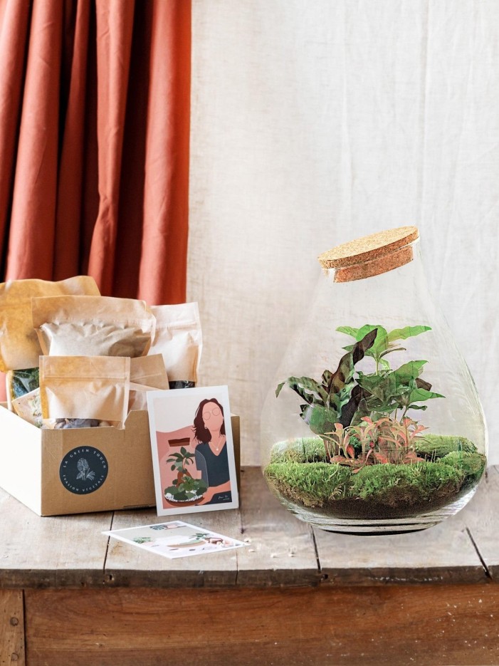 Kit Terrarium DIY - DOORN -  Ficus + 2 fittonia Sans outil