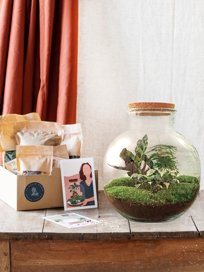 Kit Terrarium DIY - BAOBAB -  Ficus + 2 fittonia Rateau + Pelle + Pince + Ciseaux