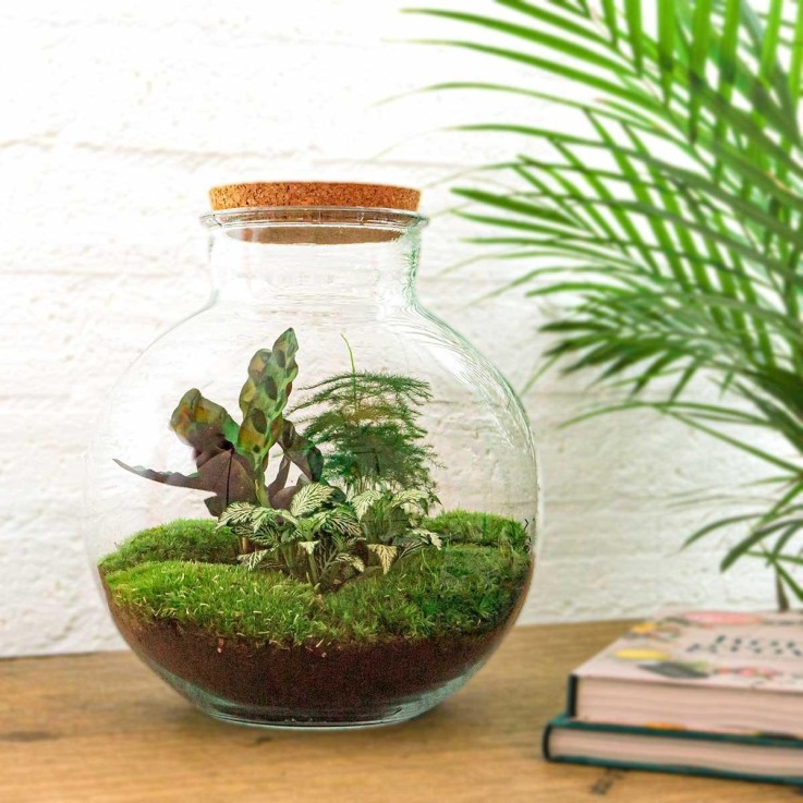 Kit Terrarium DIY - BAOBAB -  Ficus + 2 fittonia Rateau + Pelle + Pince