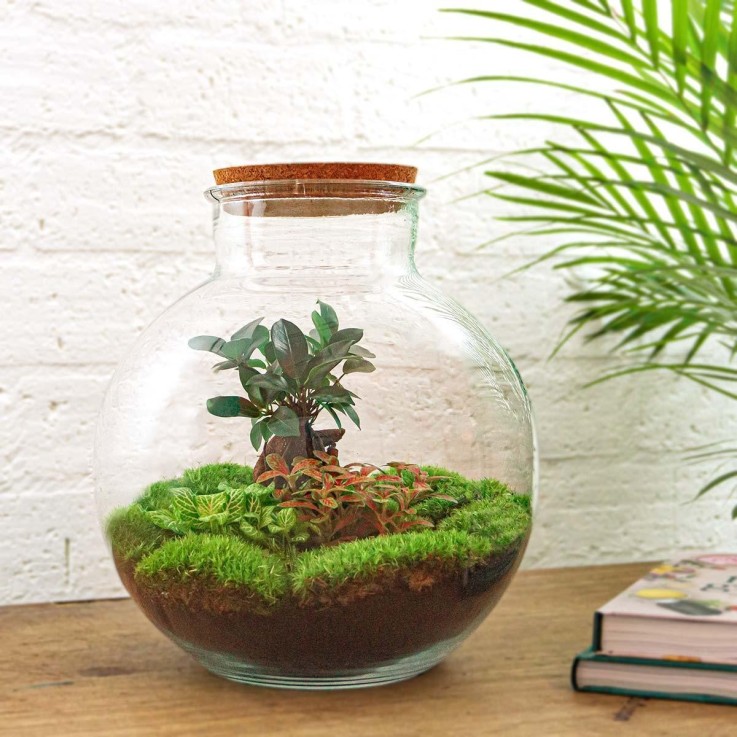 Kit Terrarium DIY - BAOBAB -  Ficus + 2 fittonia Rateau + Pelle + Pince