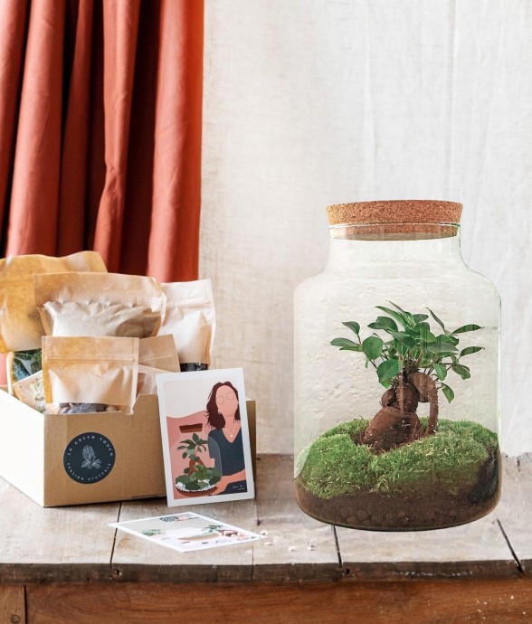 Kit Terrarium DIY - MILA -...