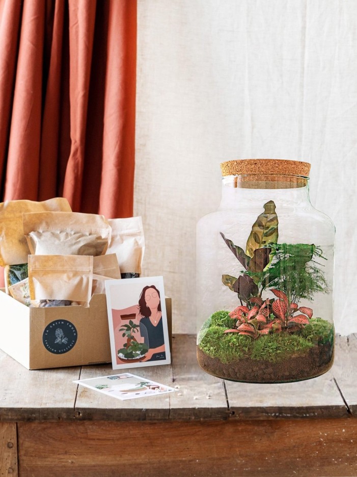 Kit Terrarium DIY - MILA -  Sans LED Ficus Rateau + Pelle