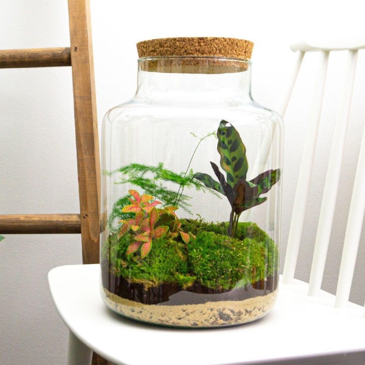 Kit Terrarium DIY - MILA -  Sans LED Ficus Rateau + Pelle