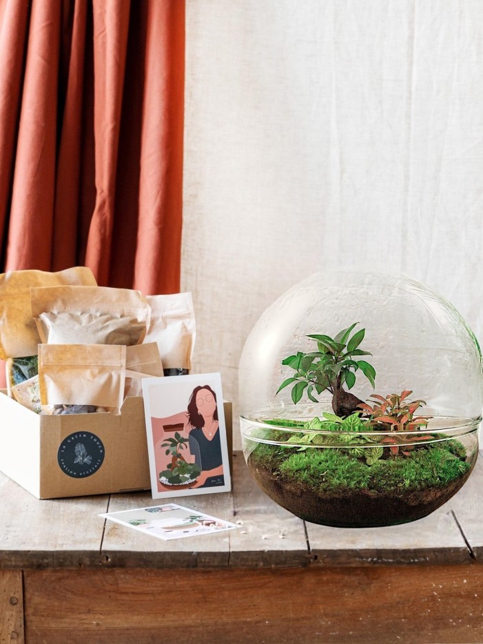 Kit Terrarium DIY - DOME XL -  Asparagus + Lierre + Fittonia Rateau + Pelle + Pince