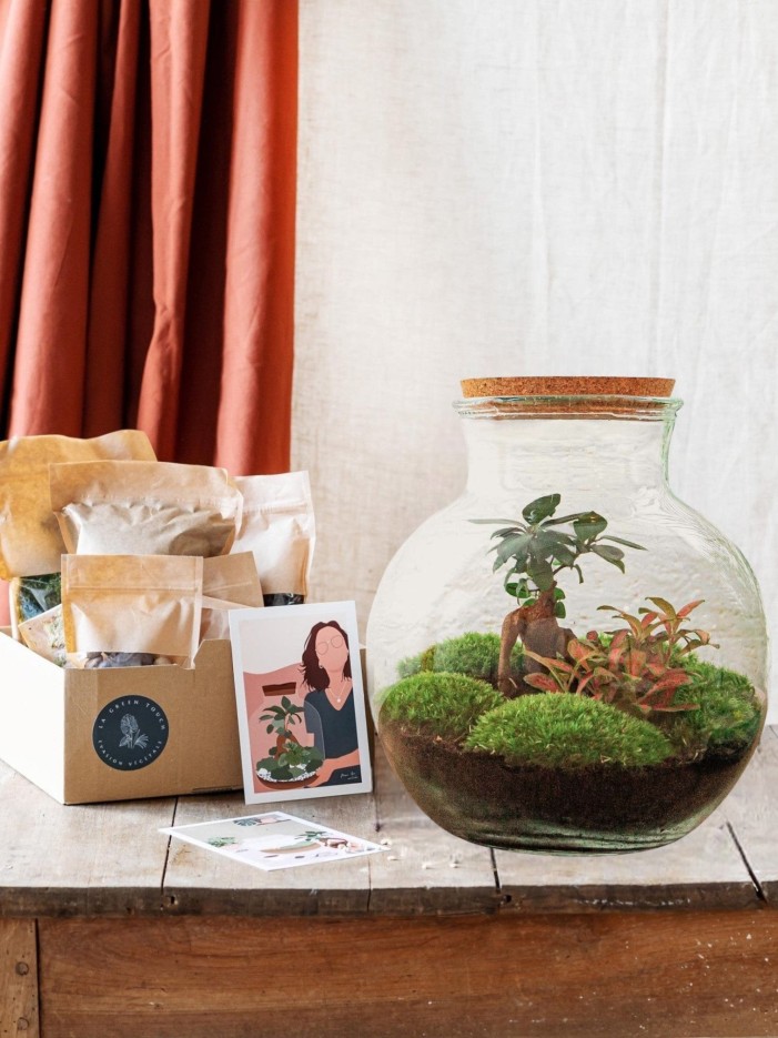 Kit Terrarium DIY - TEDDY -  Ficus + Fittonia Sans outil