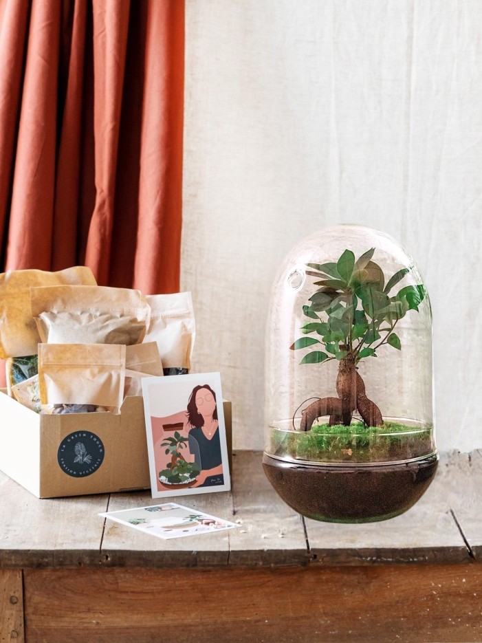 Kit Terrarium DIY - PARIS -  Asparagus