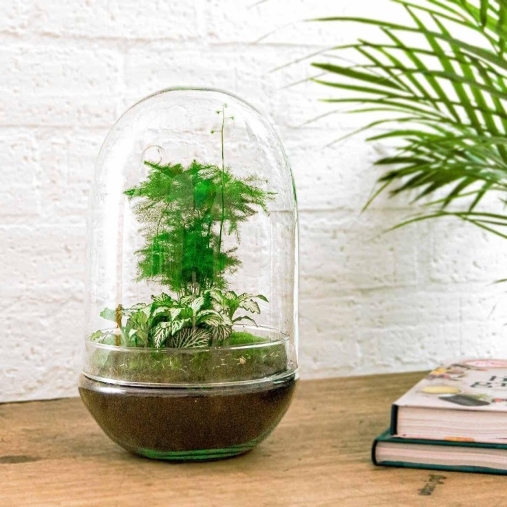 Kit Terrarium DIY - PARIS -  Asparagus