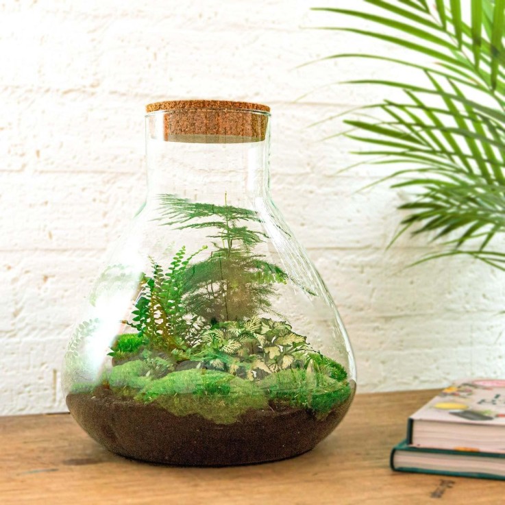 Kit Terrarium DIY - SAMOS -  Sans LED Asparagus + Fittonia + Lierre Sans outil