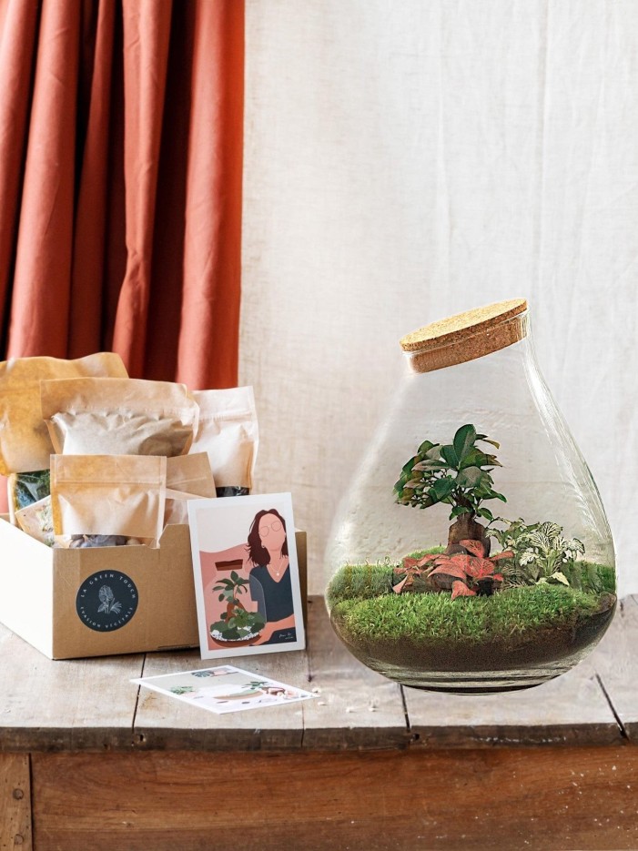 Kit Terrarium DIY - DOORN -  Calathéa + Caféier + Fittonia Sans outil