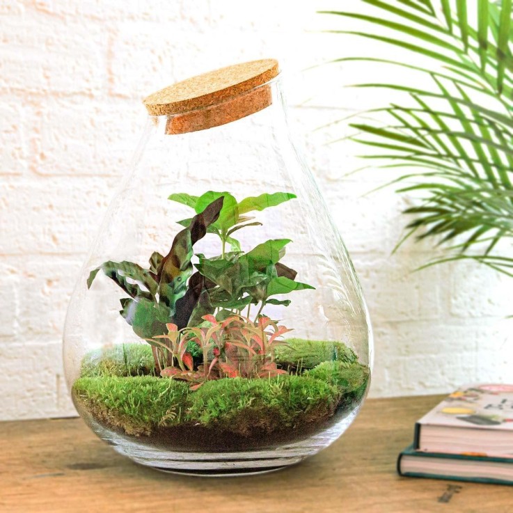 Kit Terrarium DIY - DOORN -  Calathéa + Caféier + Fittonia Sans outil