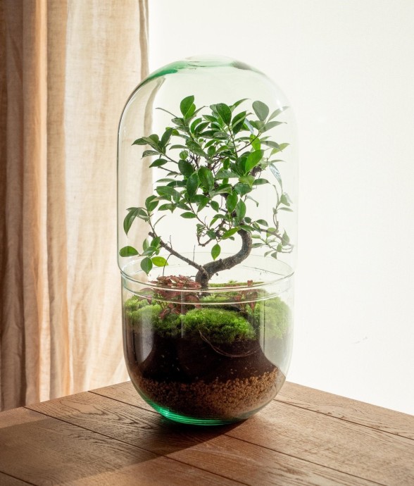 Terrarium - La Paz