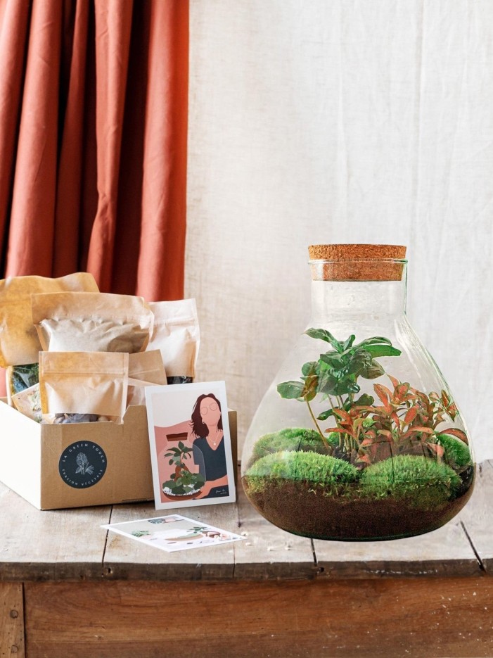 Kit Terrarium DIY - SAMA -  Calathea + Fittonia verte Sans outil