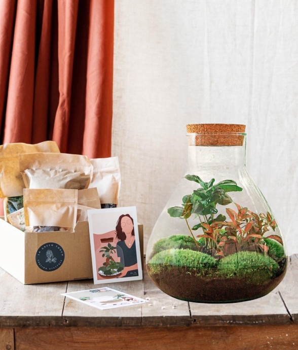 Kit Terrarium DIY - SAMA -...