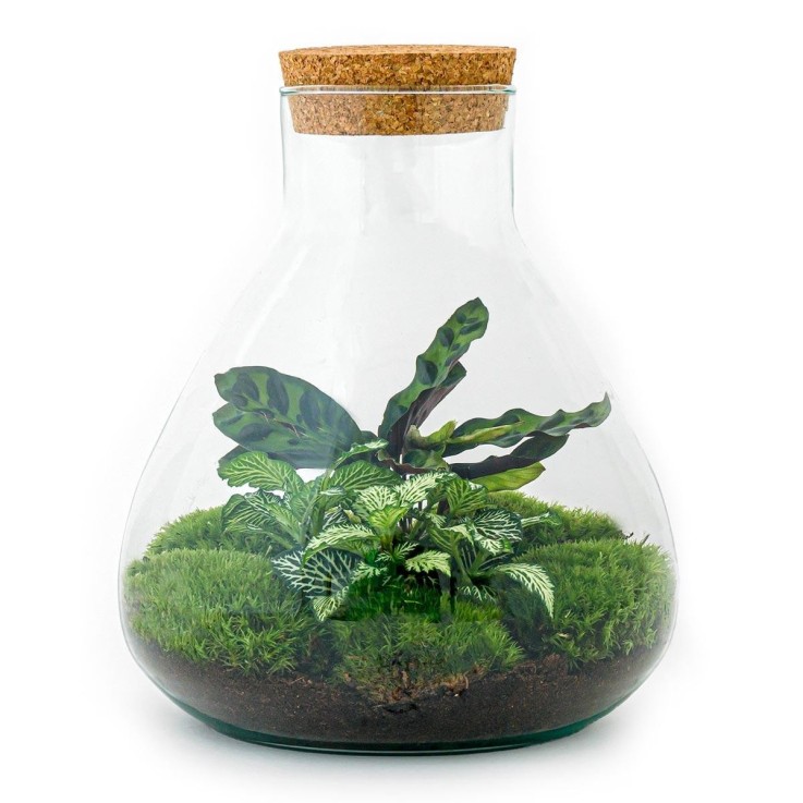 Kit Terrarium DIY - SAMA -  Calathea + Fittonia verte Sans outil