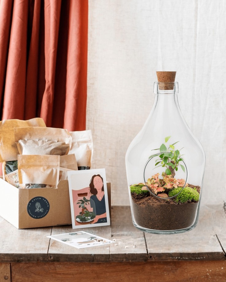 Kit Terrarium DIY - JOYT -  Ficus