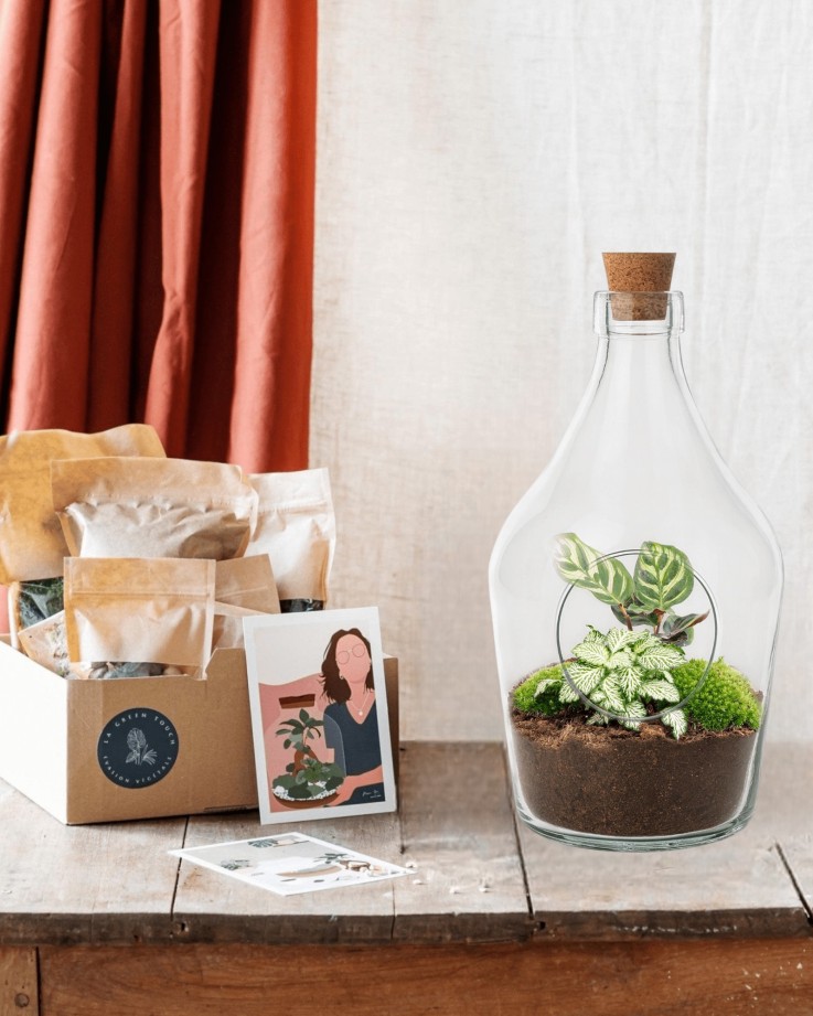 Kit Terrarium DIY - JOYT -  Ficus