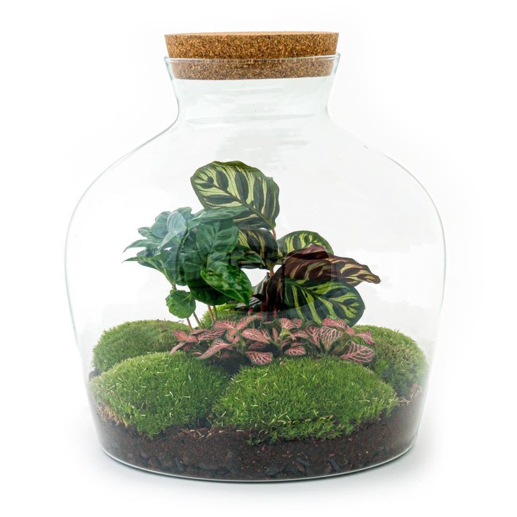 Kit Terrarium DIY - JOY -  Calathéa + 2 Fittonia Rateau + pelle + Pince