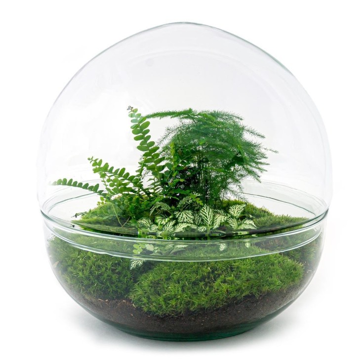 Kit Terrarium DIY - DOME XL -  Ficus + 2 Fittonia Rateau + Pelle + Pince