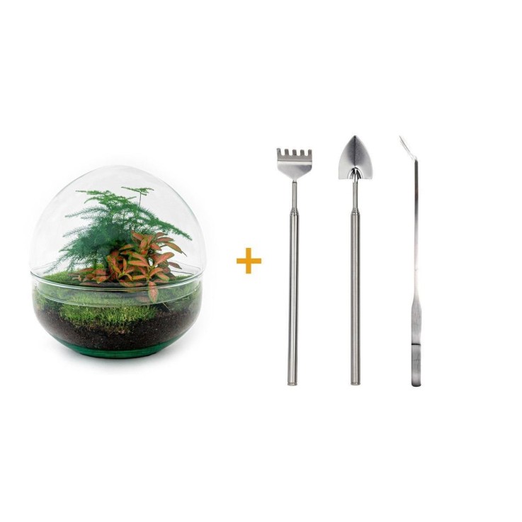 Kit Terrarium DIY - DOME -  Asparagus/Fittonia Rouge Rateau + Pelle + Pince + Ciseaux