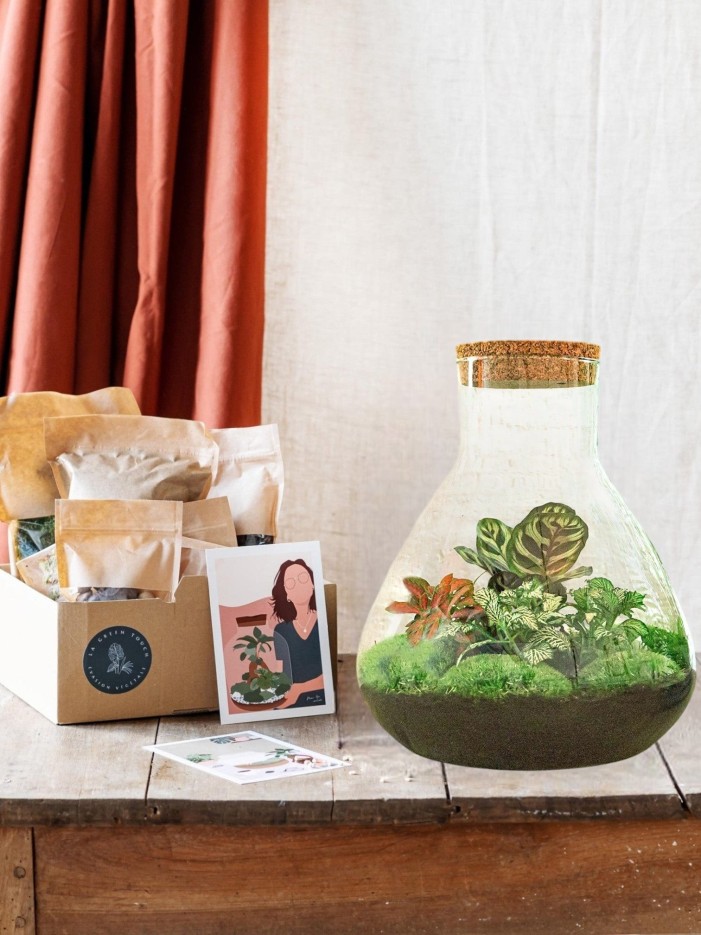 Kit Terrarium DIY - SAMOS -  Sans LED Asparagus + Fittonia + Lierre Pelle + rateau