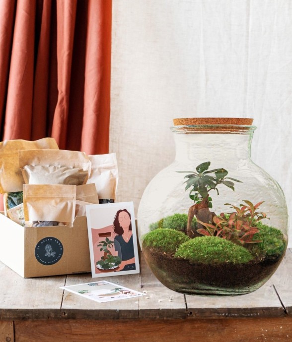 Kit Terrarium DIY - TEDDY -...