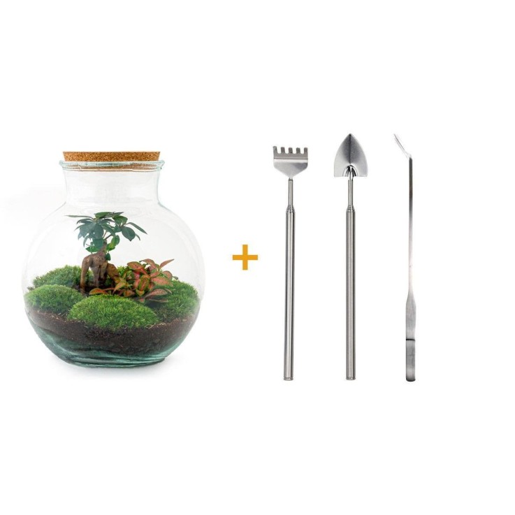 Kit Terrarium DIY - TEDDY -  Ficus + Fittonia Rateau + Pelle + Pince
