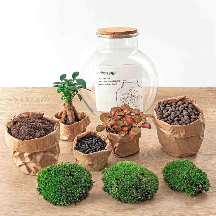 Kit Terrarium DIY - TEDDY -  Ficus + Fittonia Rateau + Pelle