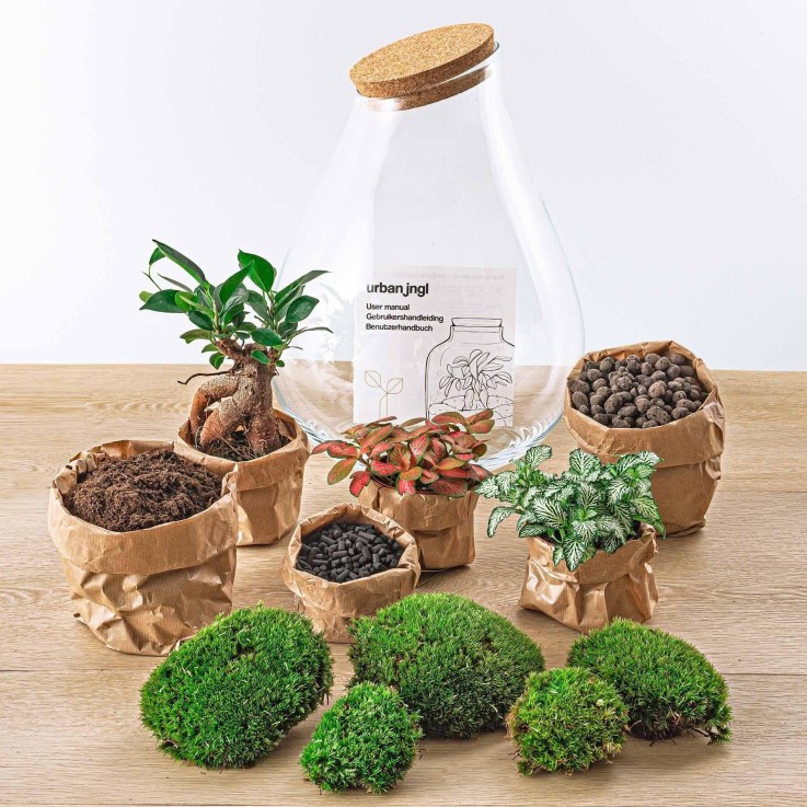 Kit Terrarium DIY - DOORN -  Calathéa + Caféier + Fittonia Rateau + Pelle + Pince
