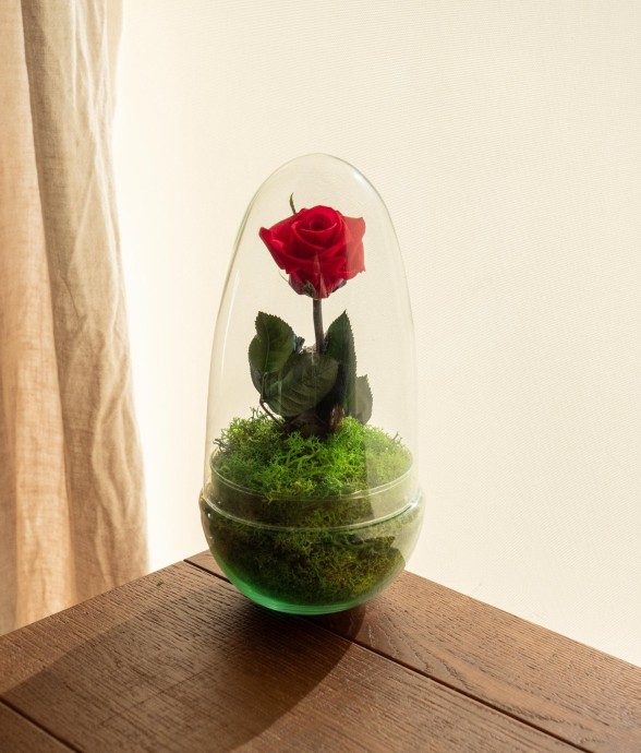 Terrarium Rose éternelle -...
