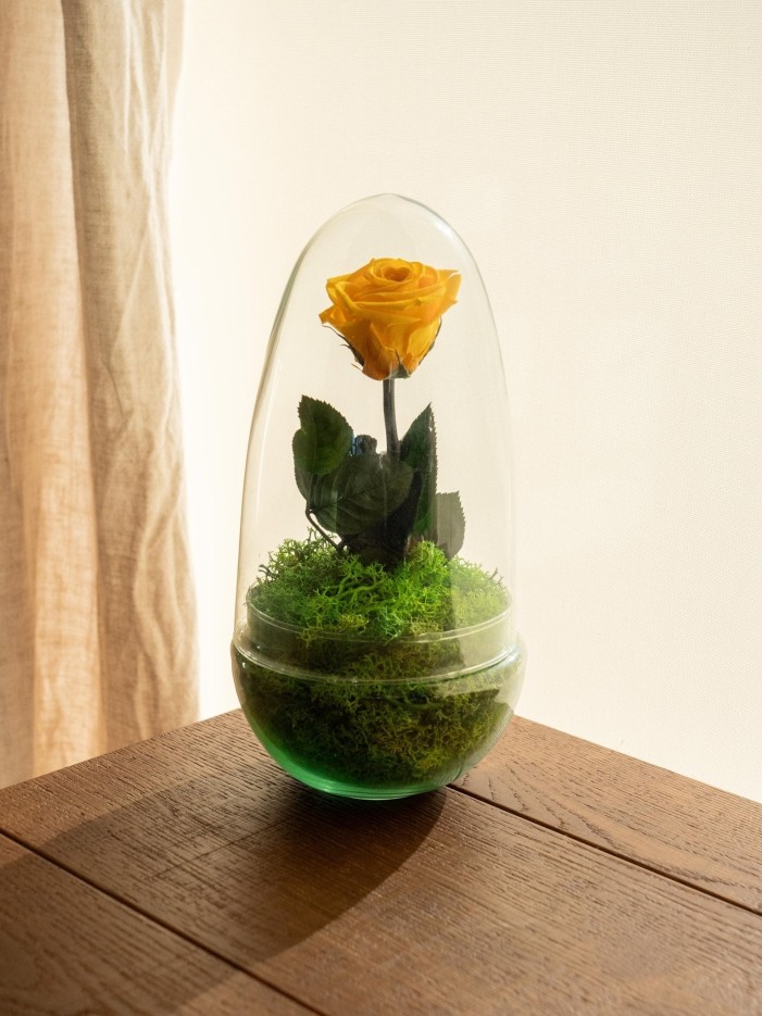 Terrarium Rose éternelle -  Jaune