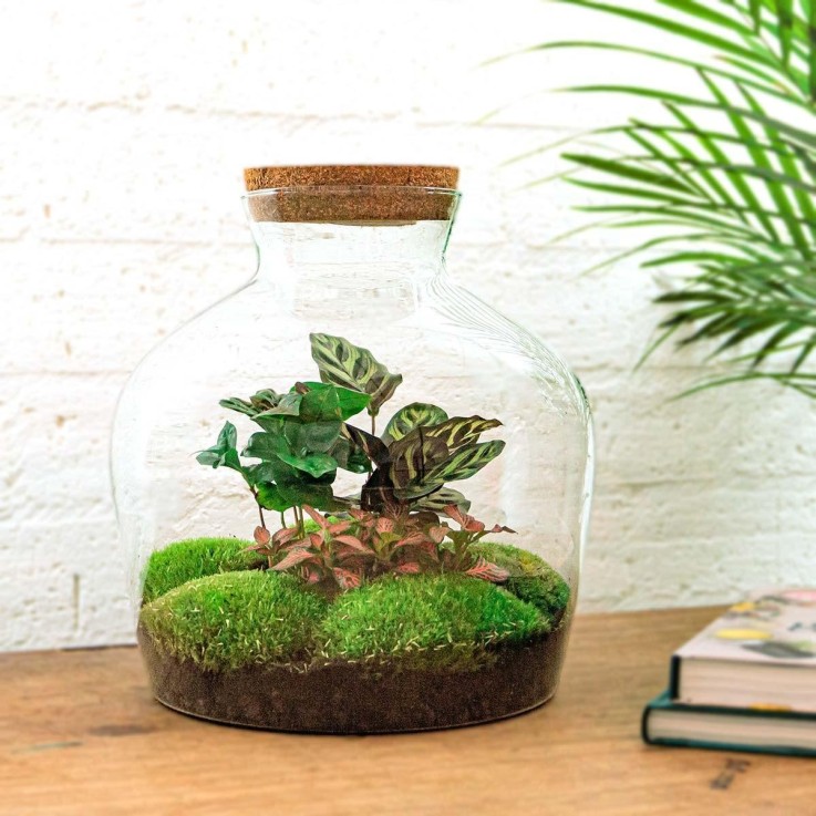 Kit Terrarium DIY - JOY -  Asparagus + Fougère + Fittonia Rateau + pelle + Pince